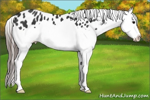 Horse Color:Black Splash Appaloosa