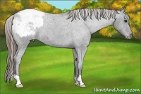 Horse Color:Smoky Blue Roan Appaloosa