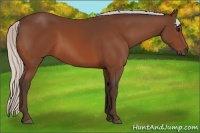 Horse Color:Silver Bay 