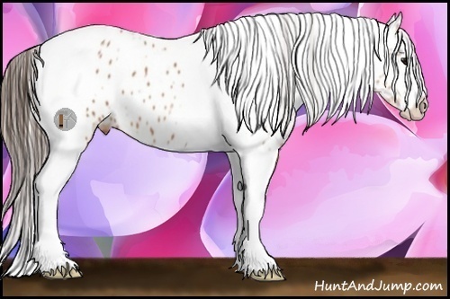 Horse Color:Bay Roan Splash Tobiano Appaloosa 