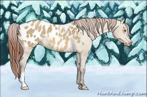 Horse Color:Sable Champagne Dun Appaloosa 