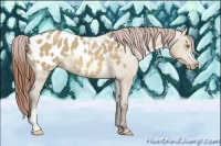 Horse Color:Sable Champagne Dun Appaloosa 