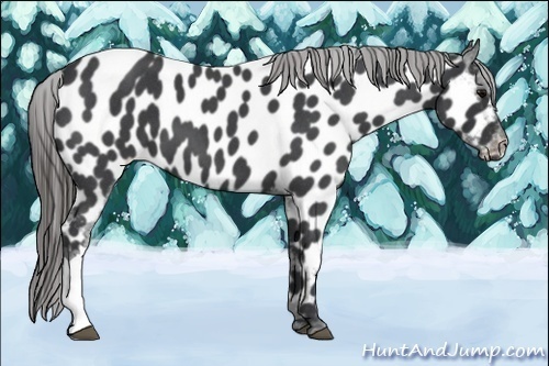 Horse Color:Blue Roan Appaloosa 