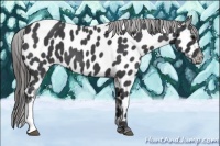 Horse Color:Blue Roan Appaloosa