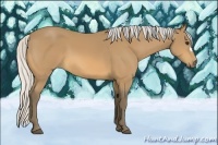 Horse Color:Silver Buckskin 