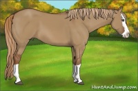Horse Color:Red Dun Splash 