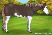 Horse Color:Liver Chestnut Splash 