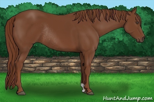 Horse Color:Chestnut Rabicano 