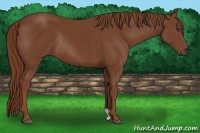 Horse Color:Chestnut Rabicano