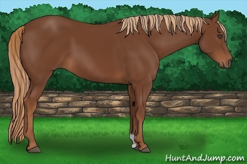 Horse Color:Chestnut 