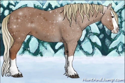 Horse Color:Chestnut Splash 