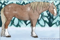 Horse Color:Chestnut Splash