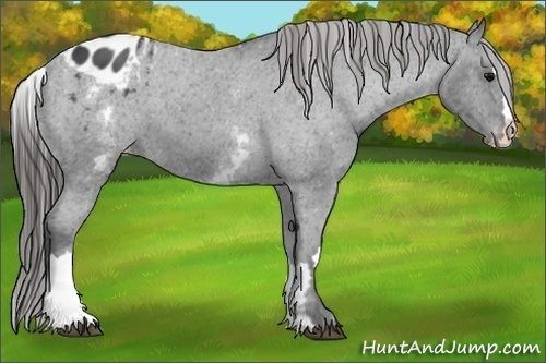 Horse Color:White Spotted Blue Roan Splash Frame Appaloosa