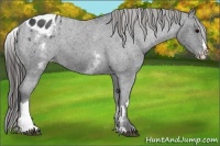 Horse Color:White Spotted Blue Roan Splash Frame Appaloosa 