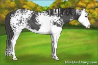 Horse Color:White Spotted Smoky Black Splash
