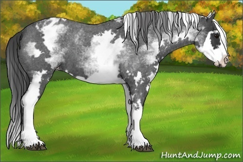 Horse Color:White Spotted Blue Roan Splash Frame Appaloosa