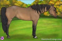 Horse Color:Bay Dun
