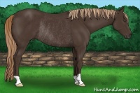 Horse Color:Liver Chestnut Rabicano 