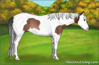 Horse Color:Bay Splash Tobiano Rabicano 