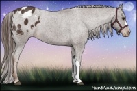 Horse Color:Liver Chestnut Appaloosa 