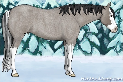Horse Color:Grullo Roan Splash 