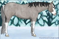 Horse Color:Grullo Roan Splash 