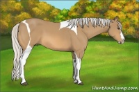 Horse Color:Silver Buckskin Splash Tobiano 