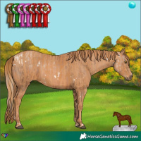 Horse Color:White Spotted Liver Chestnut Pearl  Brindle