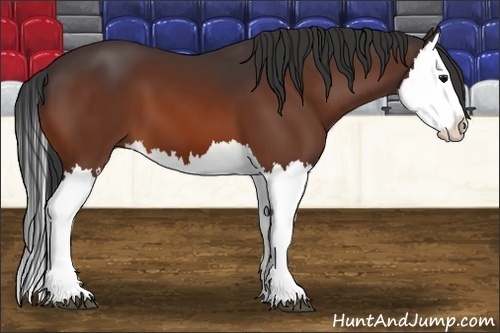 Horse Color:Bay Splash 