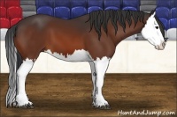 Horse Color:Bay Splash 