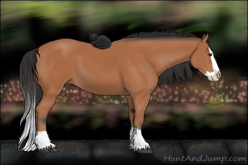 Horse Color:Bay Splash 