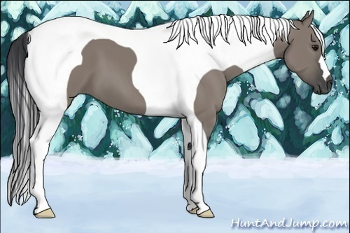 Horse Color:Grullo Tobiano