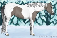 Horse Color:Grullo Tobiano