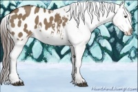 Horse Color:Liver Red Dun Appaloosa 