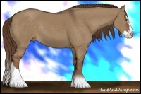 Horse Color:Liver Red Dun Sabino Splash Rabicano