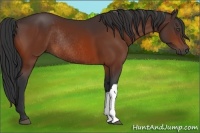 Horse Color:Bay Rabicano 