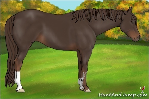 Horse Color:Liver Chestnut Frame