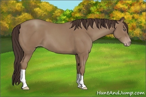Horse Color:Classic Champagne 
