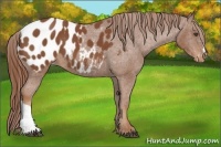Horse Color:Chestnut Appaloosa 