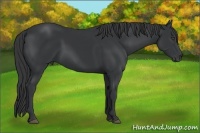 Horse Color:Black 