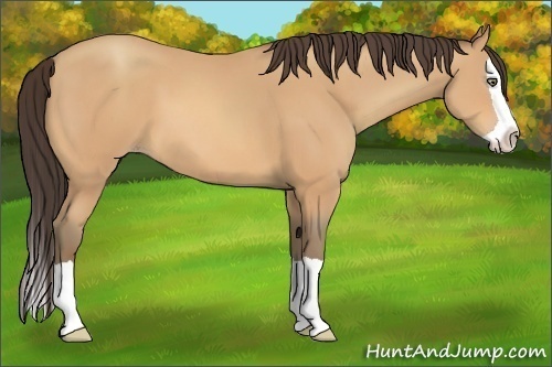 Horse Color:Unknown 
