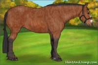Horse Color:Bay Splash Frame  Brindle