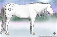 Horse Color:Liver Chestnut Appaloosa 
