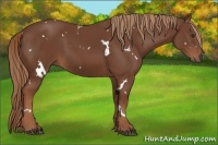 Horse Color:White Spotted Chestnut 