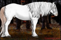 Horse Color:Liver Chestnut Appaloosa