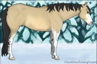 Horse Color:Buckskin Dun Sabino 