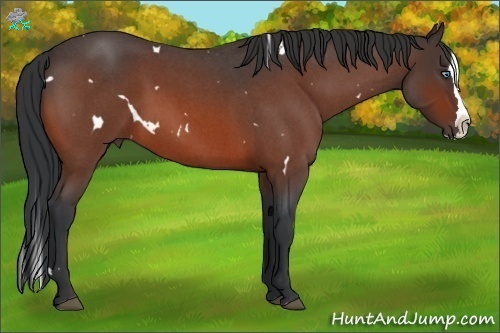 Horse Color:White Spotted Bay Roan Splash 