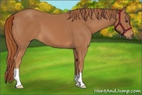 Horse Color:Chestnut 