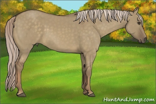 Horse Color:Chocolate Palomino Dun 