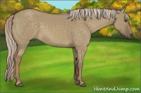 Horse Color:Chocolate Palomino Dun